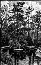 wood-engraving original print: Langford Grove